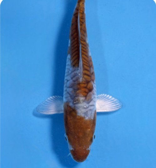 VHQ Bigscale Ochiba metallic 20cm, Karper of Koi