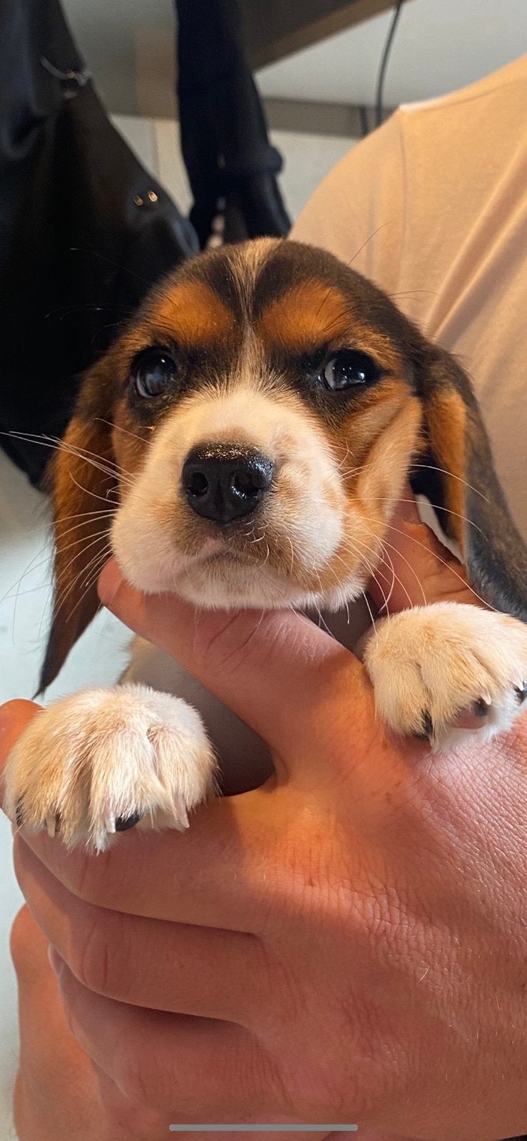 Puppy beagle, Nederland, 15 weken tot 1 jaar, CDV (hondenziekte), Teef