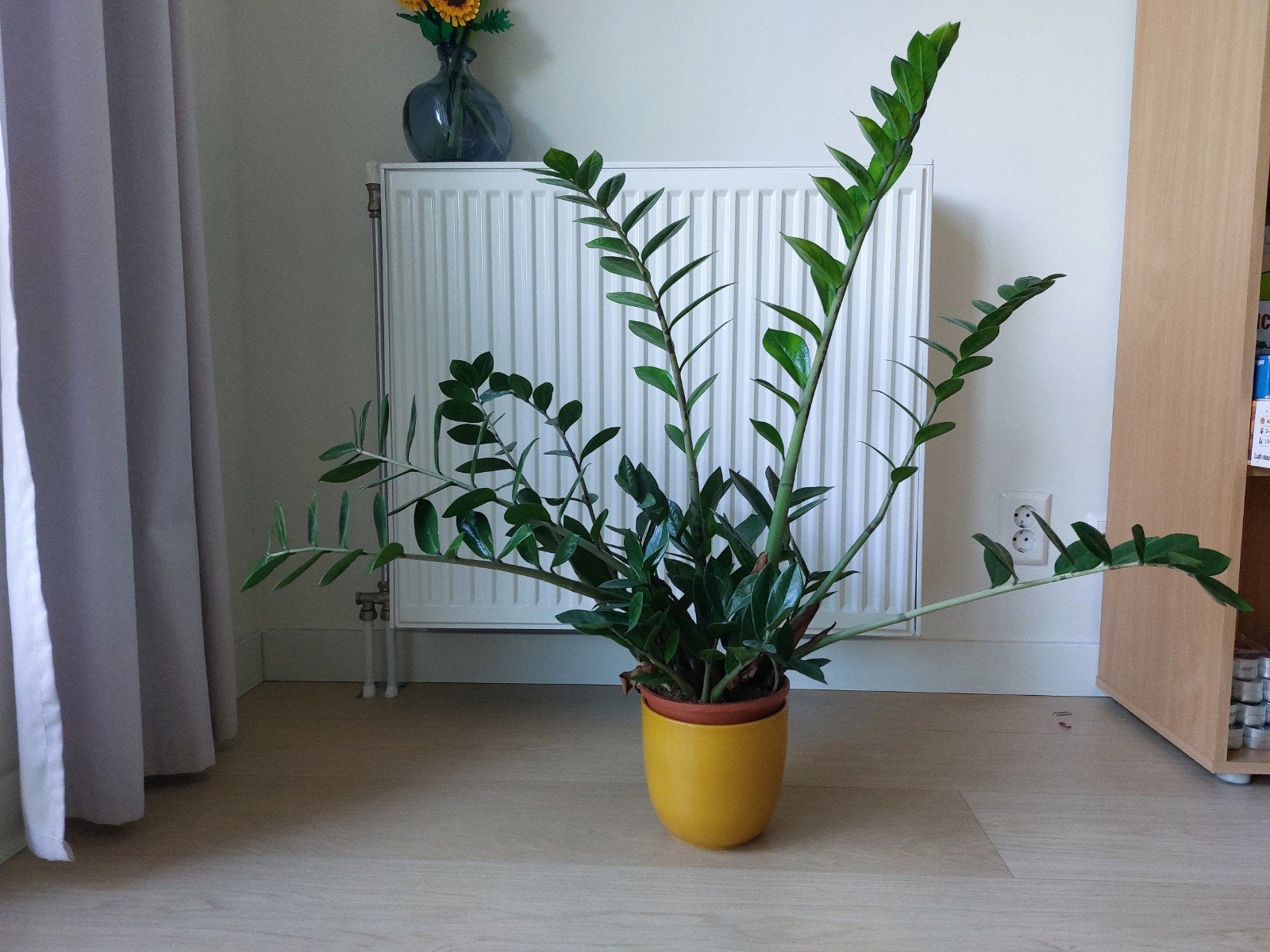 Zamioculcas with ceramic pot, Ophalen, Halfschaduw, Minder dan 100 cm