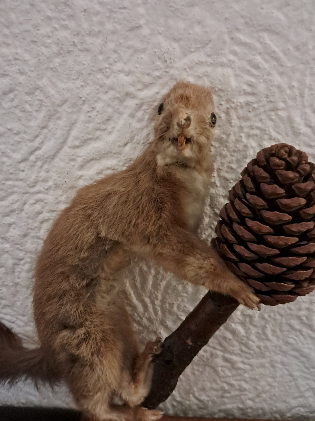 Opgezette Eekhoorn (Sciurus vulgaris) - Taxidermie, Ophalen of Verzenden, Gebruikt, Wild dier, Opgezet dier