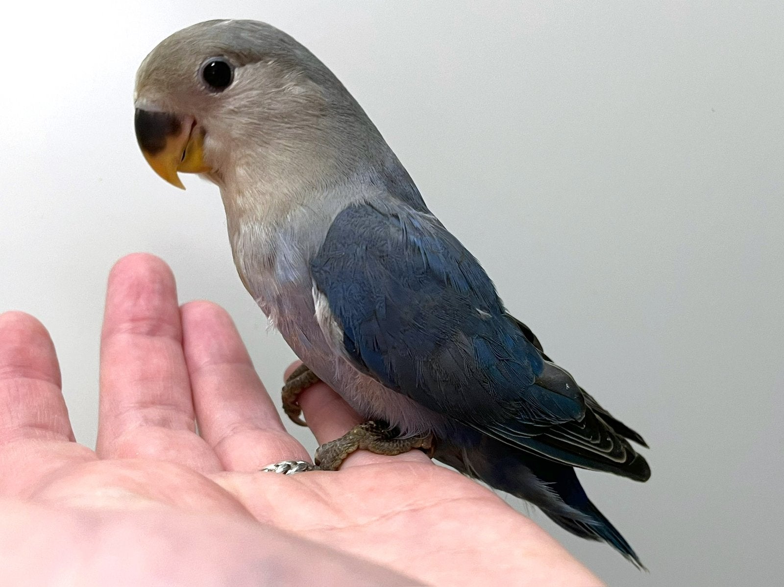 Tam Agapornis Roseicollis popje DNA + ziektevrij getest, Dieren en Toebehoren, Vrouwelijk, Dwergpapegaai of Agapornis, Tam