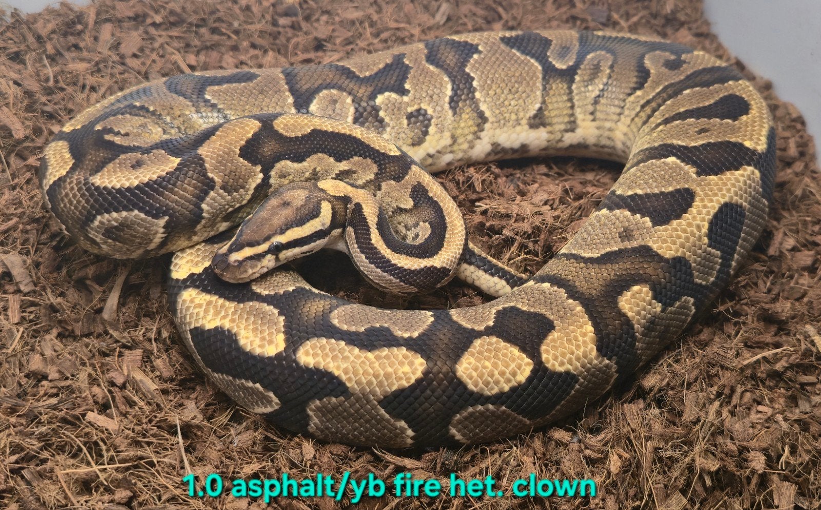 Volwassen koningspythons, lage prijzen Ball Python photo 10