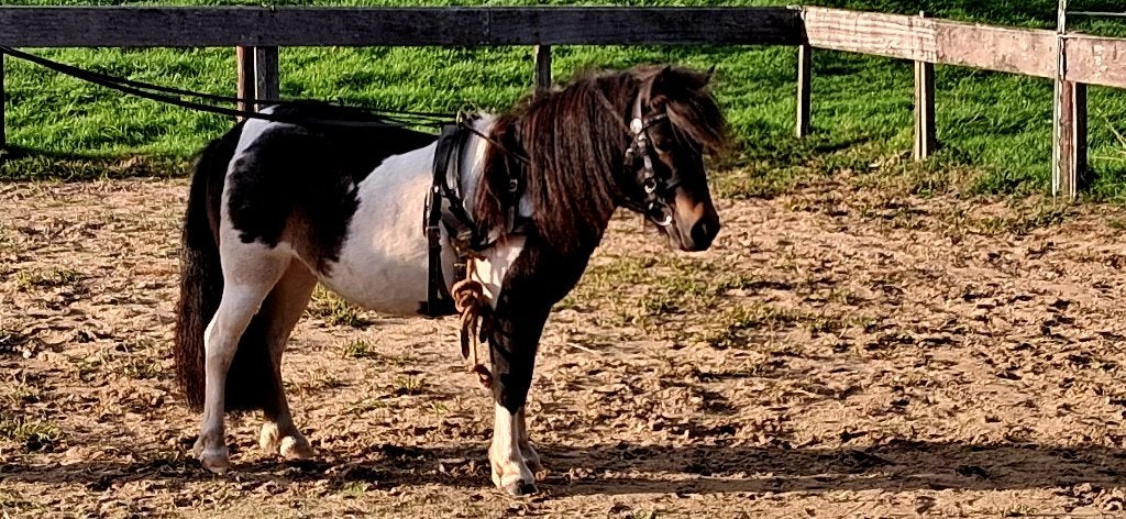 Geweldige men pony, Merrie, Met stamboom, Niet van toepassing, A pony (tot 1.17m)