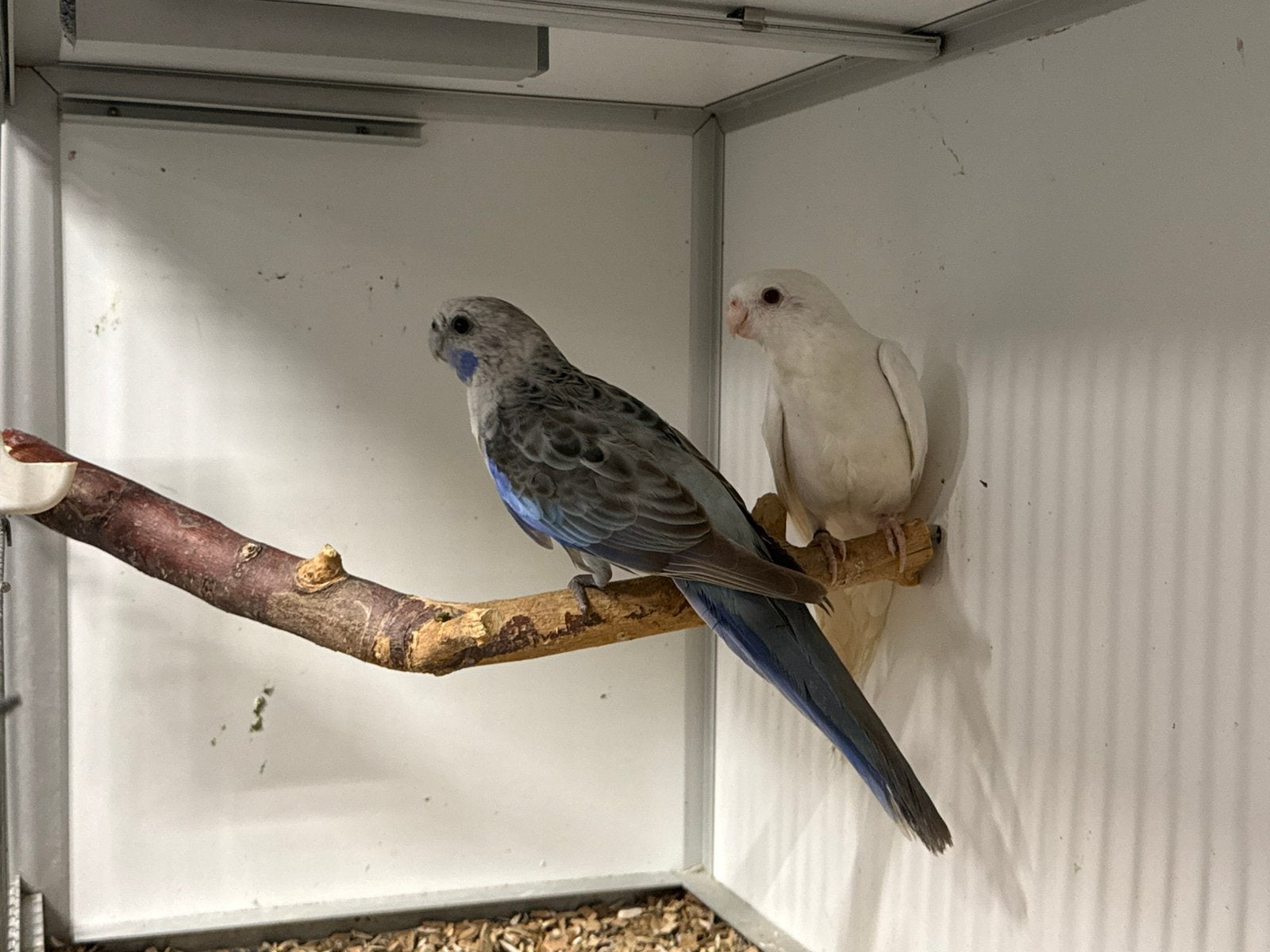1-1 rosellas, Dieren en Toebehoren, Meerdere dieren, Parkiet, Geringd