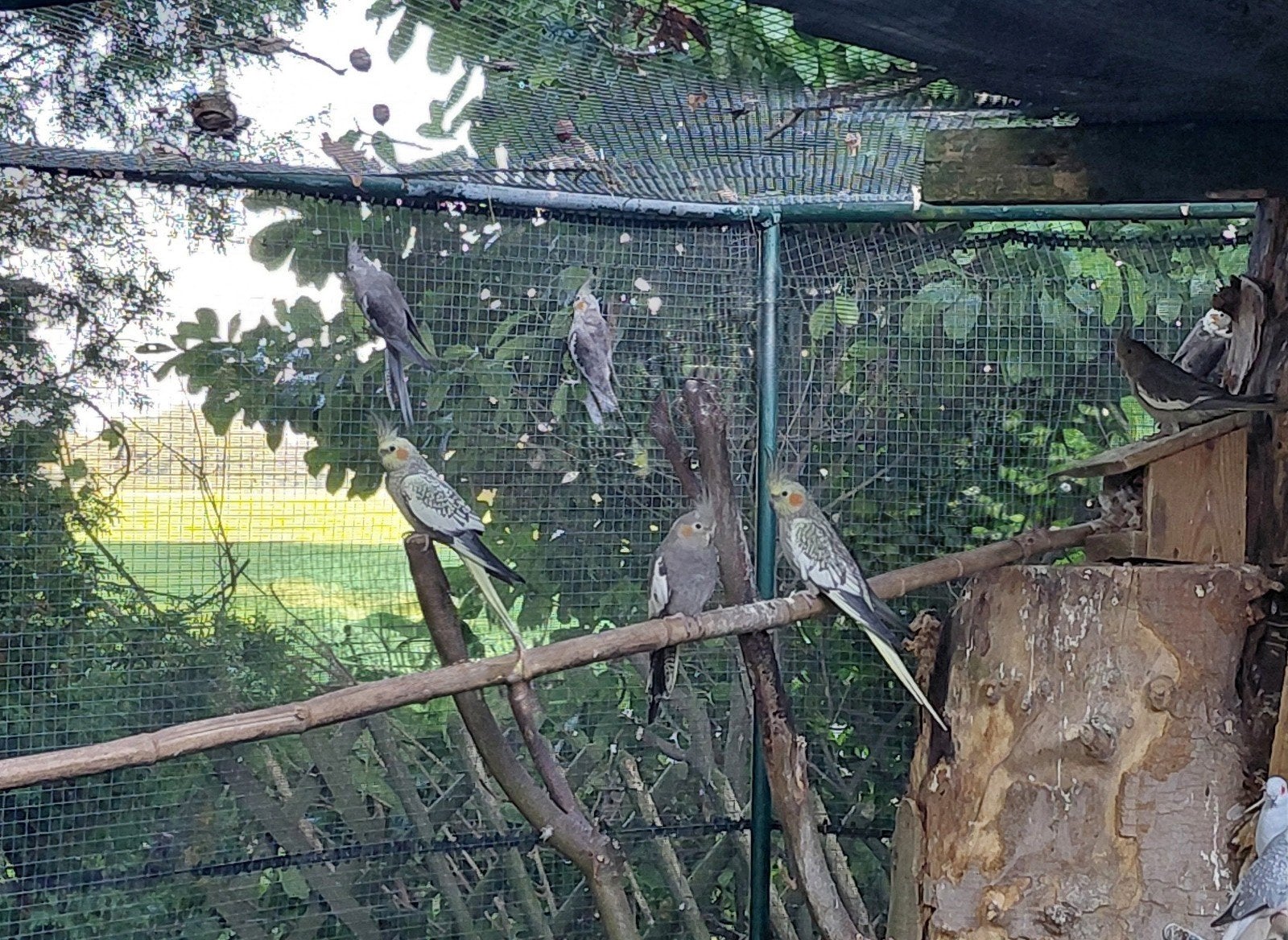 Valkparkieten te koop, Meerdere dieren, Parkiet