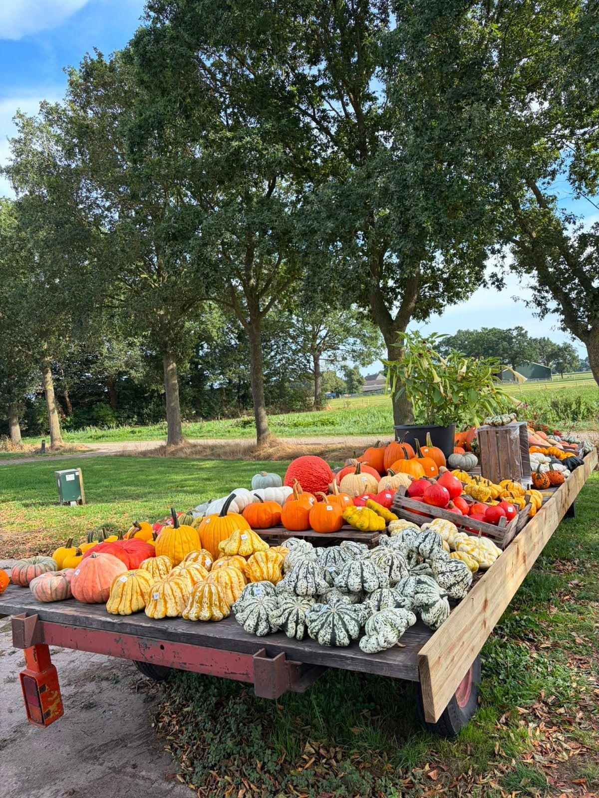 Foto 2 van Groot assortiment pompoenen en kalebassen

Wij verkopen weer
