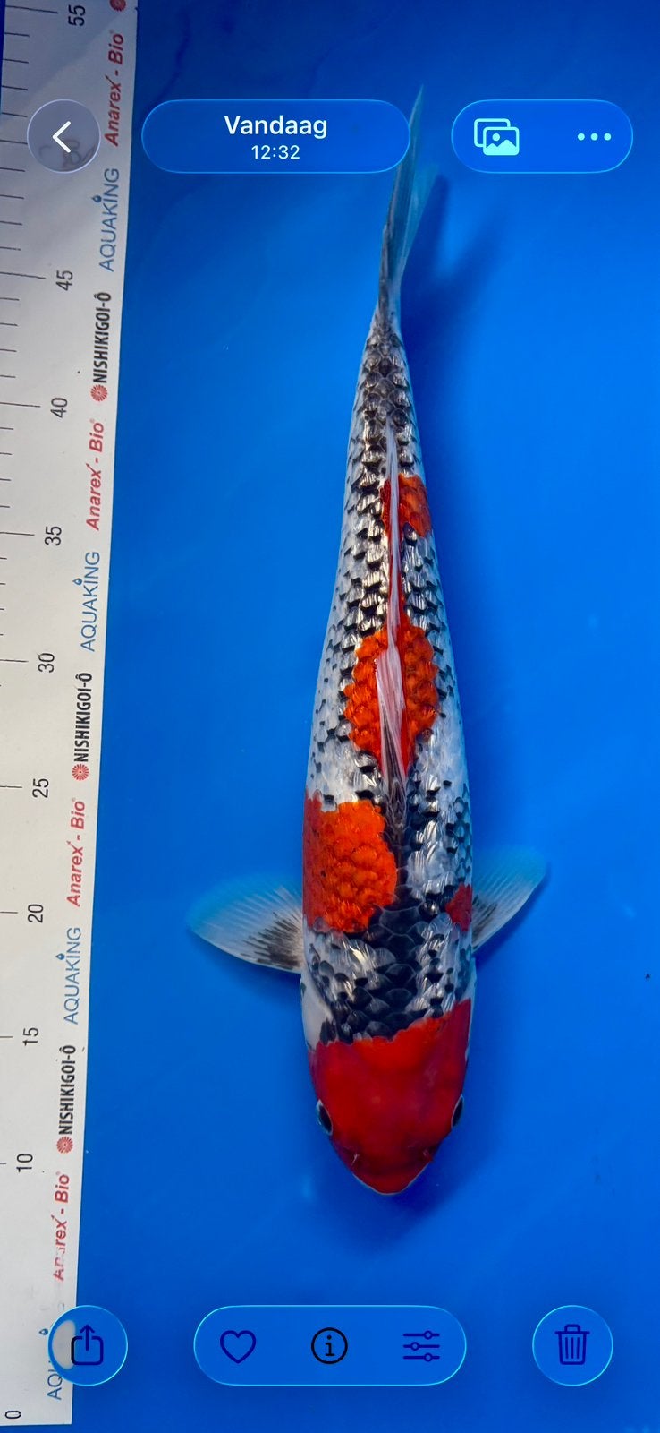 Prachtige goshiki - Kansuke - 45 cm - 2024, Dieren en Toebehoren, Karper of Koi
