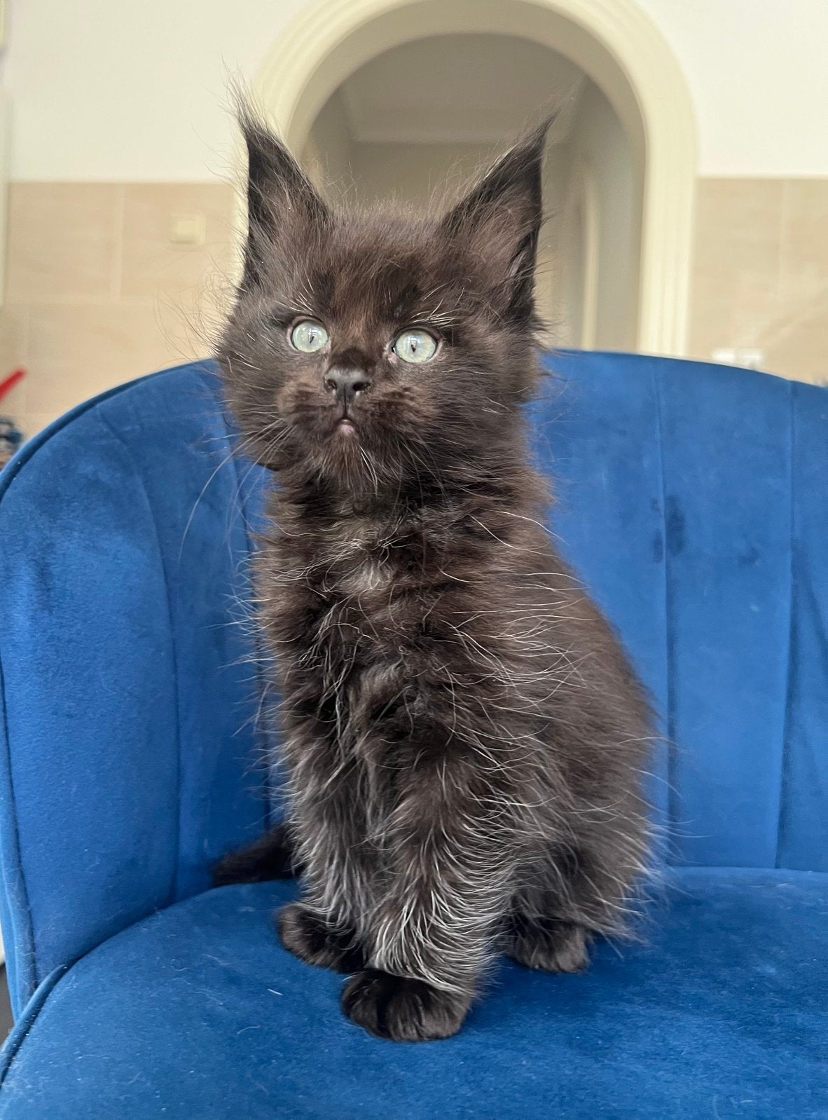 Maine Coon kittens met stamboom., Meerdere dieren, Met stamboom, 0 tot 2 jaar