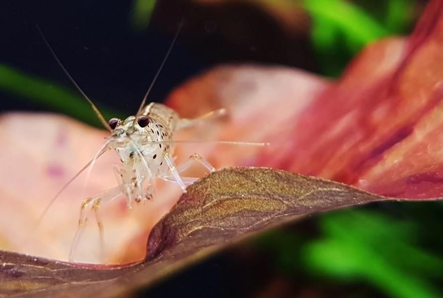 Amano's (grote Japonica's) garnalen M en L, Dieren en Toebehoren, Vissen | Aquariumvissen, Kreeft, Krab of Garnaal