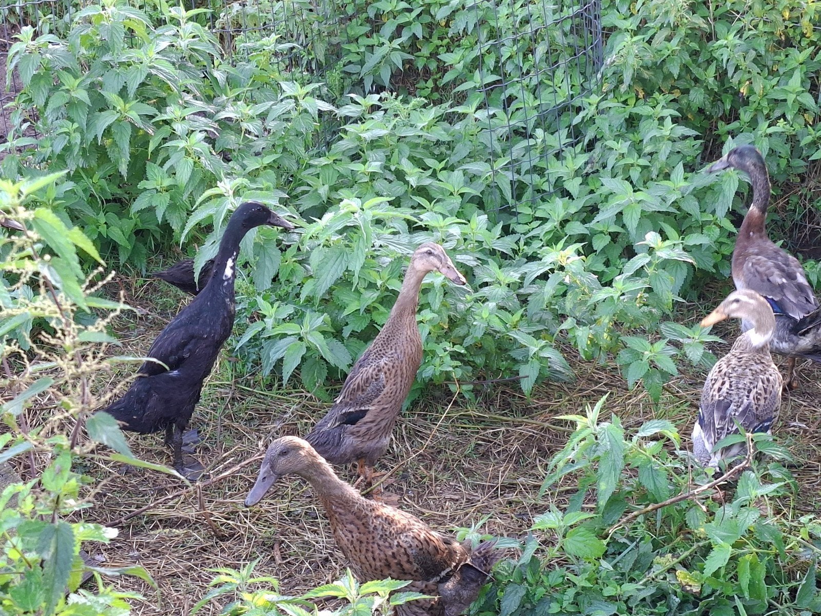 Indische loopeenden vrouwtjes, flesseneend, Vrouwelijk, Eend