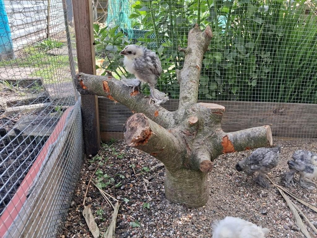 Gezocht grote stammen hout, Minder dan 3 m³, Ophalen of Verzenden