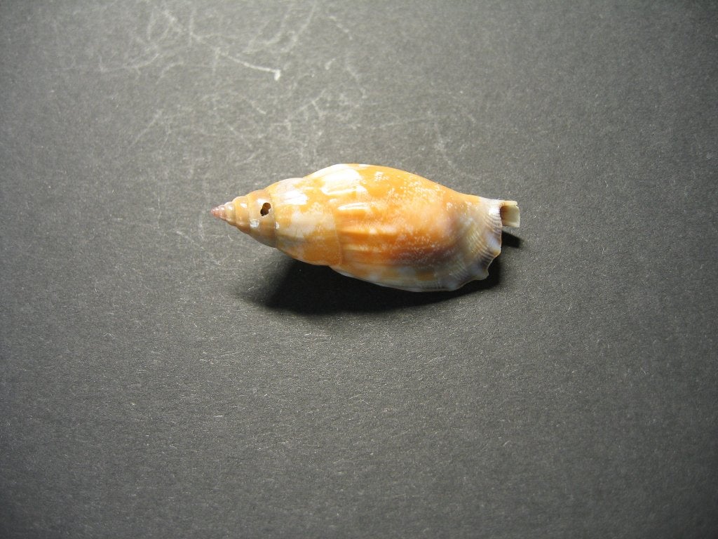 Schelpen: Tridentarius dentatus  Linnaeus,  1758., Ophalen of Verzenden, Schelp(en)