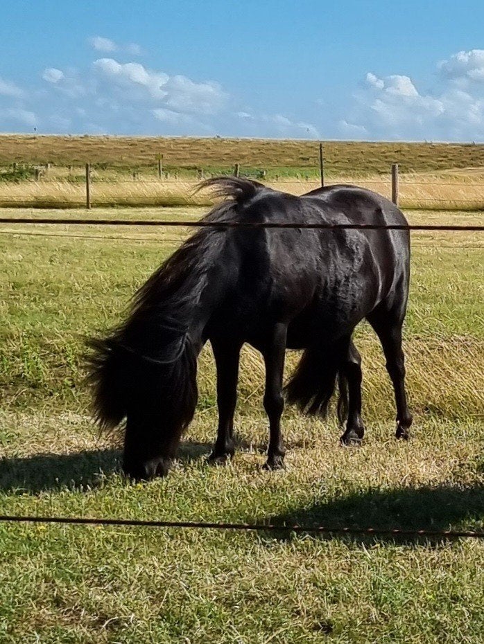 Gezocht: Minimerrie/-ruin die onbeperkt ruwvoer mag, Dieren en Toebehoren, Pony's, Merrie, Met stamboom, Niet van toepassing, A pony (tot 1.17m)