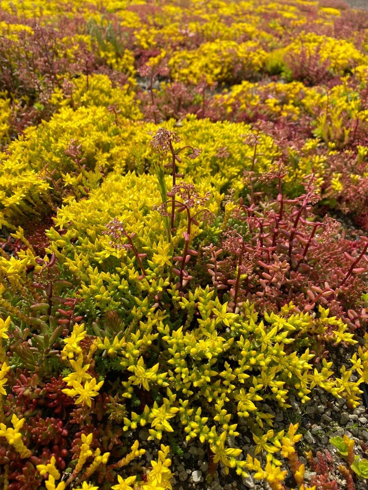 Premium Sedum Cassette - Kant-en-klaar Groendak Systeem, Ophalen, Bodembedekkers, Volle zon, Vaste plant