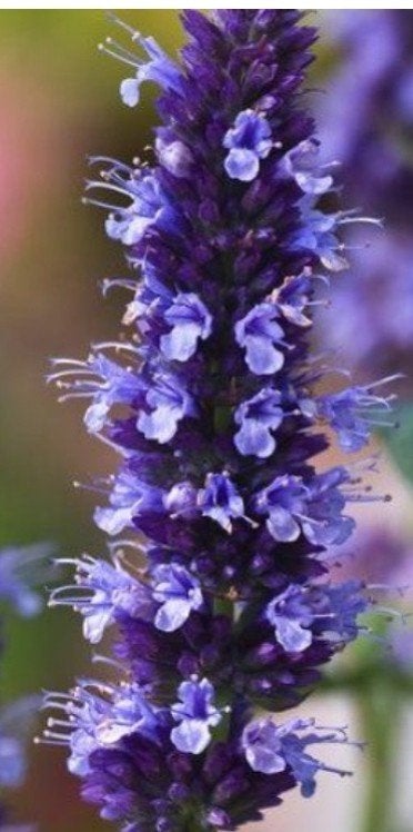 Agastache 'Black Adder' - Dropplant P9, Volle zon, Vaste plant, Ophalen of Verzenden, Kruiden