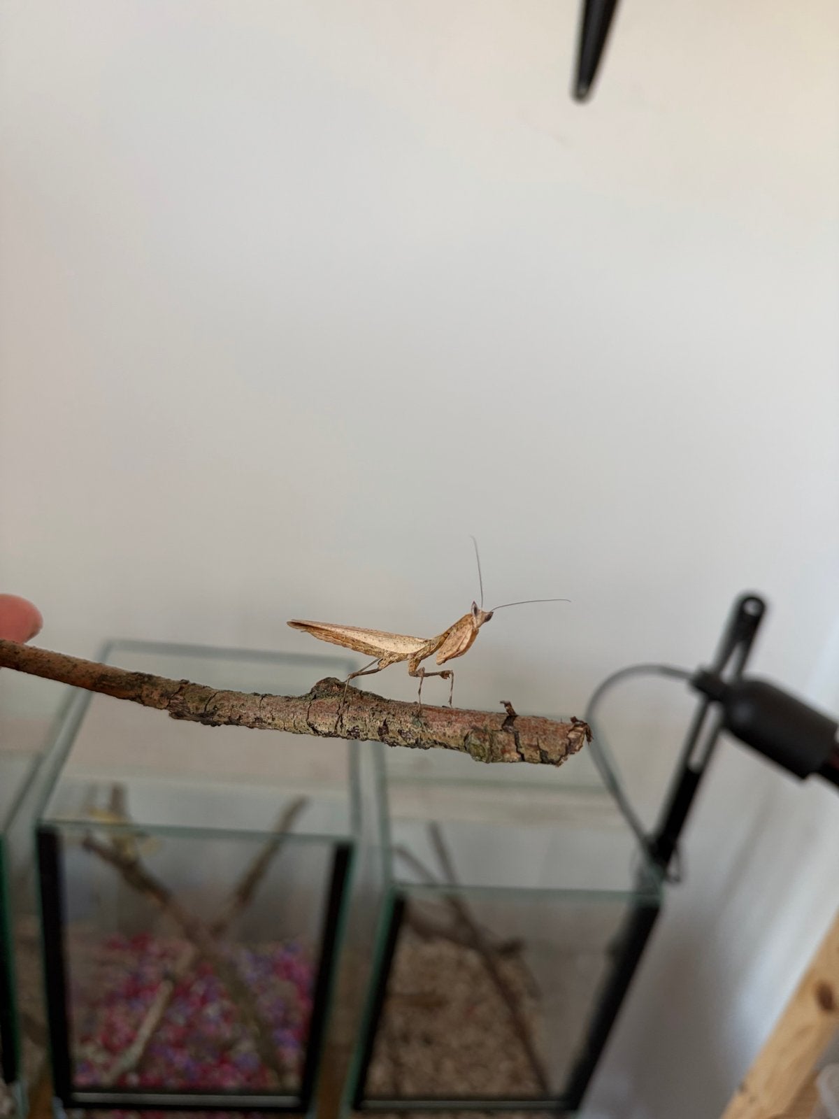 Bidsprinkhaan, Dieren en Toebehoren, Insecten en Spinnen, Sprinkhaan of Krekel