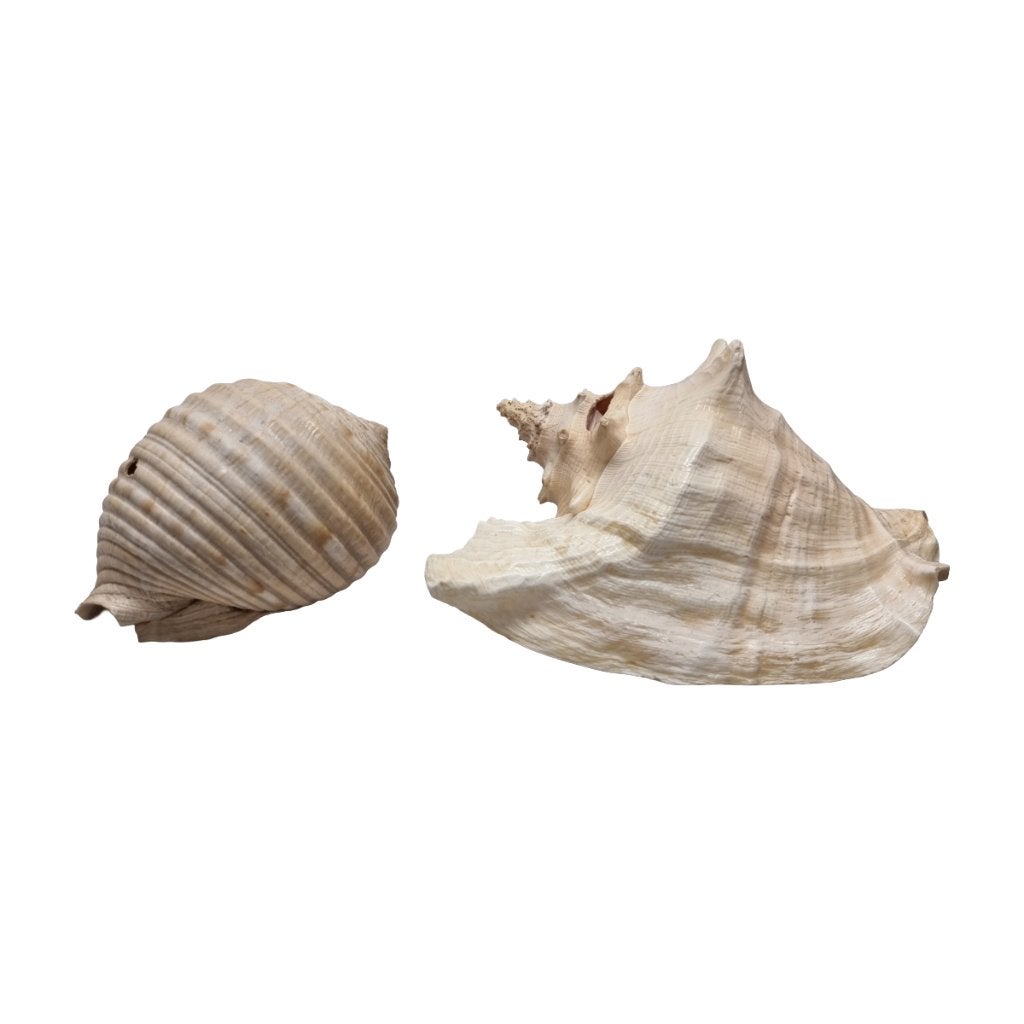 2 grote vintage schelpen, Ophalen of Verzenden, Schelp(en)