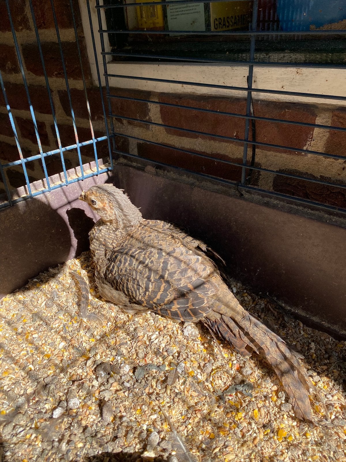 Aangeboden, Jonge Lady Amherst fazant, Meerdere dieren, Overige soorten