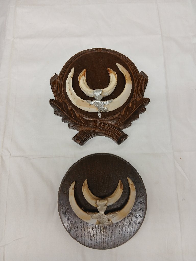 2 sets wildzwijn tanden - trofee - op houten plaquettes, Verzamelen, Dierenverzamelingen, Verzenden, Gebruikt, Wild dier, Overige typen