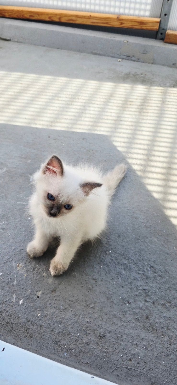 Prachtige Heilige Birmaan kitten te koop ️, Kater, Langharig, 0 tot 2 jaar