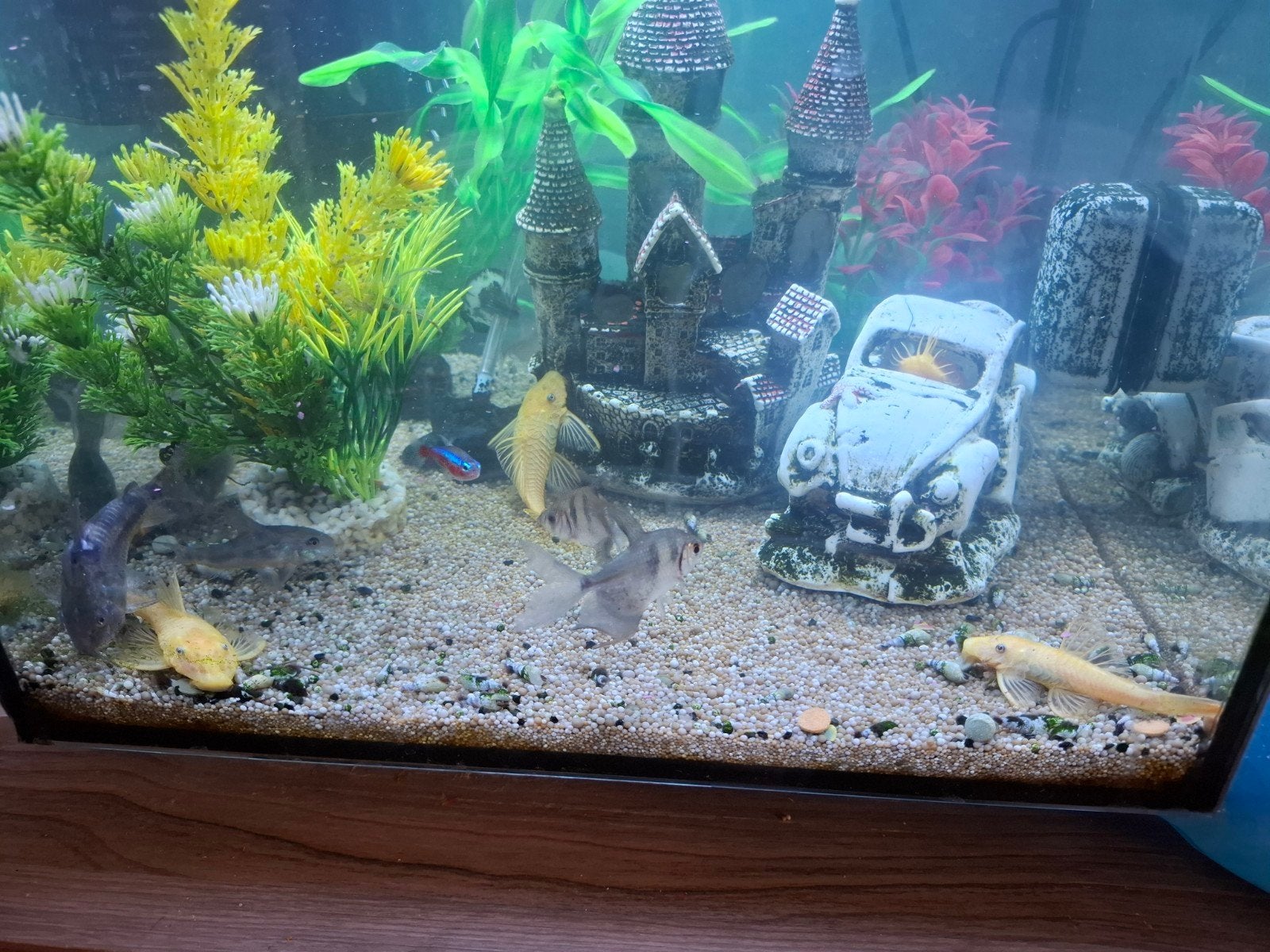 Aquarium 30L compleet met verwarming, filter, licht,vissen, Ophalen, Zo goed als nieuw, Gevuld zoetwateraquarium