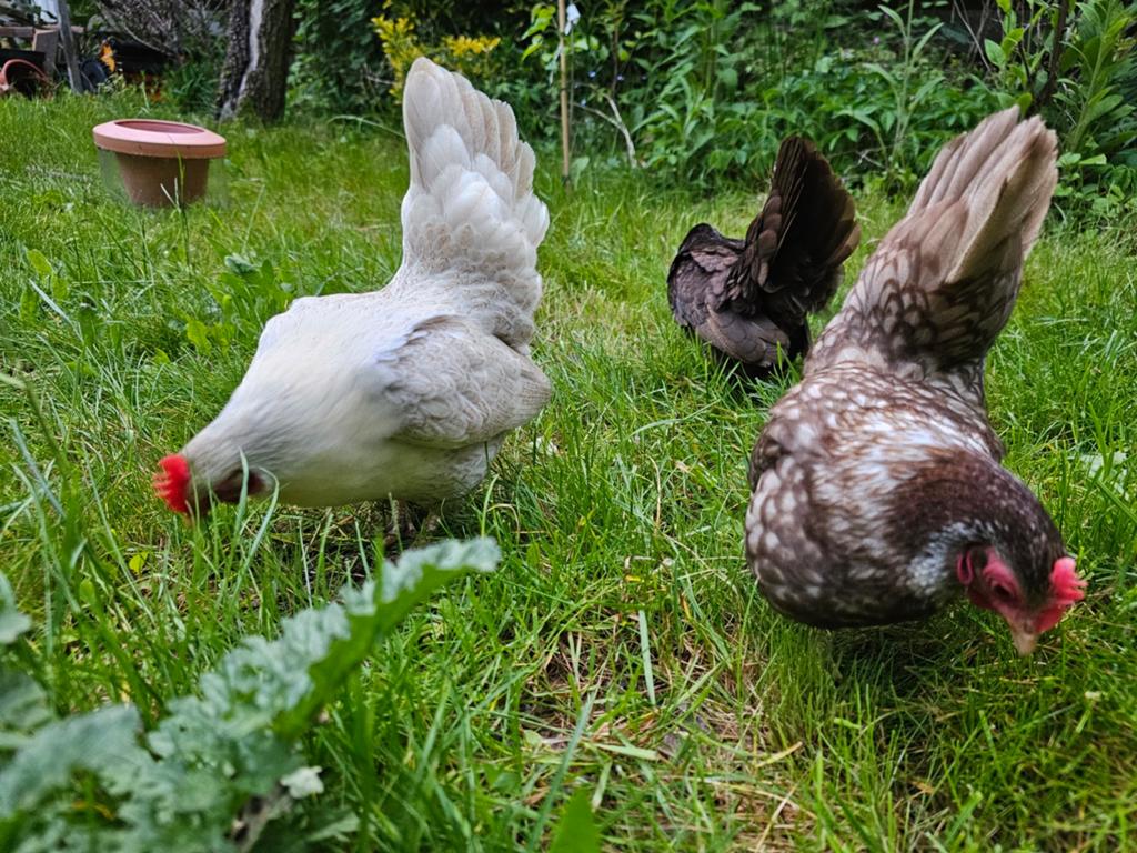 Drie Serama kippetjes met gratis voer!, Dieren en Toebehoren, Pluimvee, Kip, Vrouwelijk