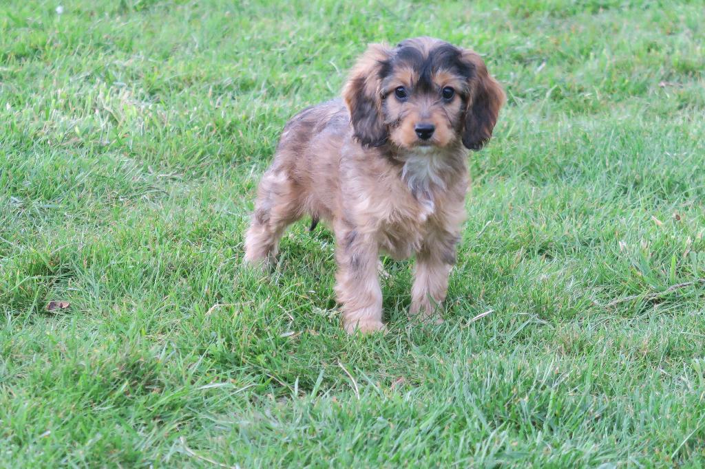Vrolijke Cockapoo ( Cocker Spaniel x Dwerg Poedel ) pups, Dieren en Toebehoren, Honden | Chihuahua's en Gezelschapshonden, Poedel