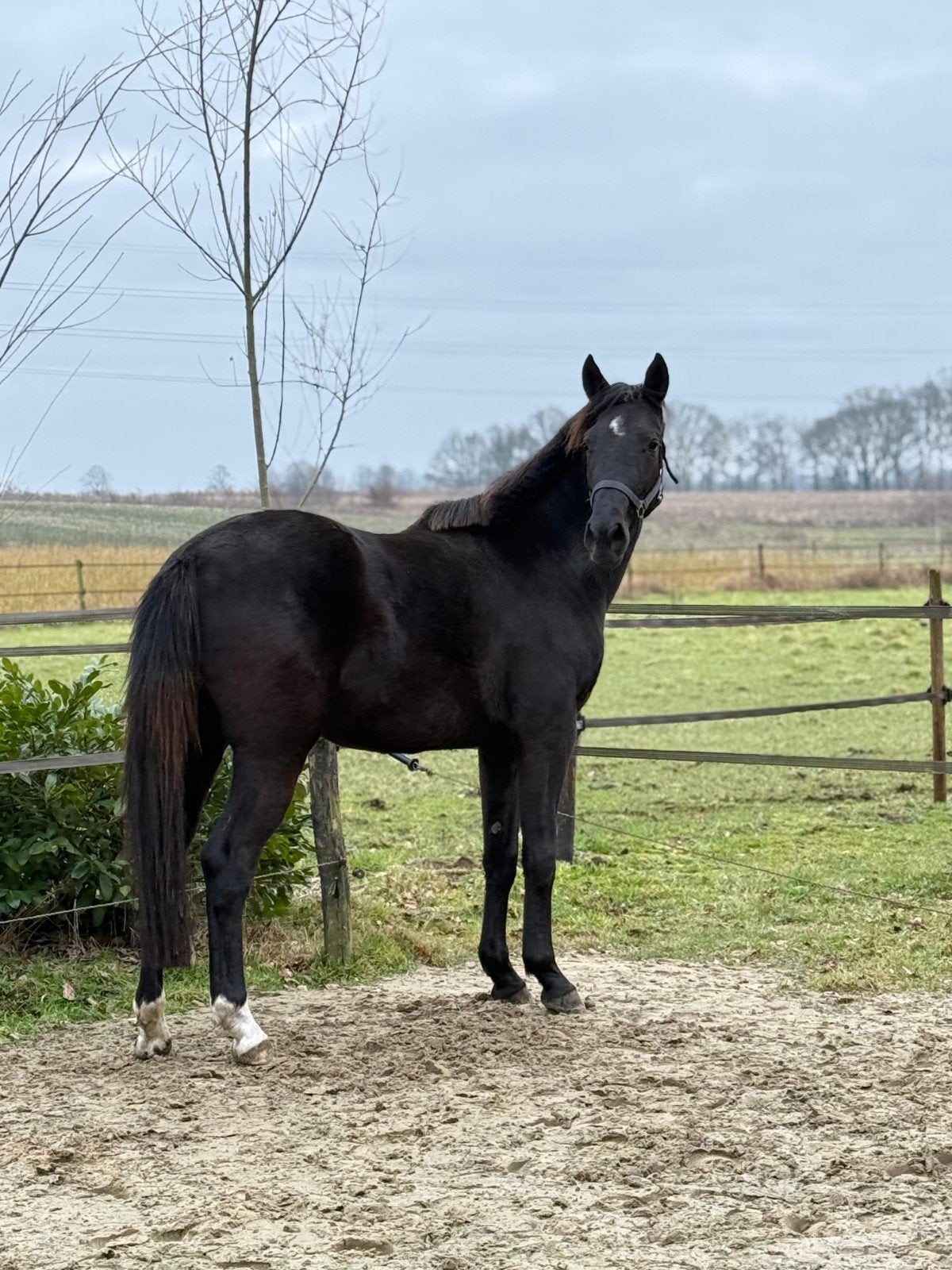 lieve pony / stal- / weidemaatje / bijrijder gezocht, Dieren en Toebehoren, Ophalen