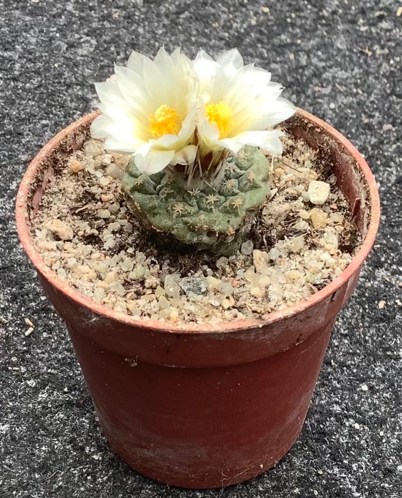 Cactus, Strombocactus, Ophalen, Cactus, Volle zon, Minder dan 100 cm