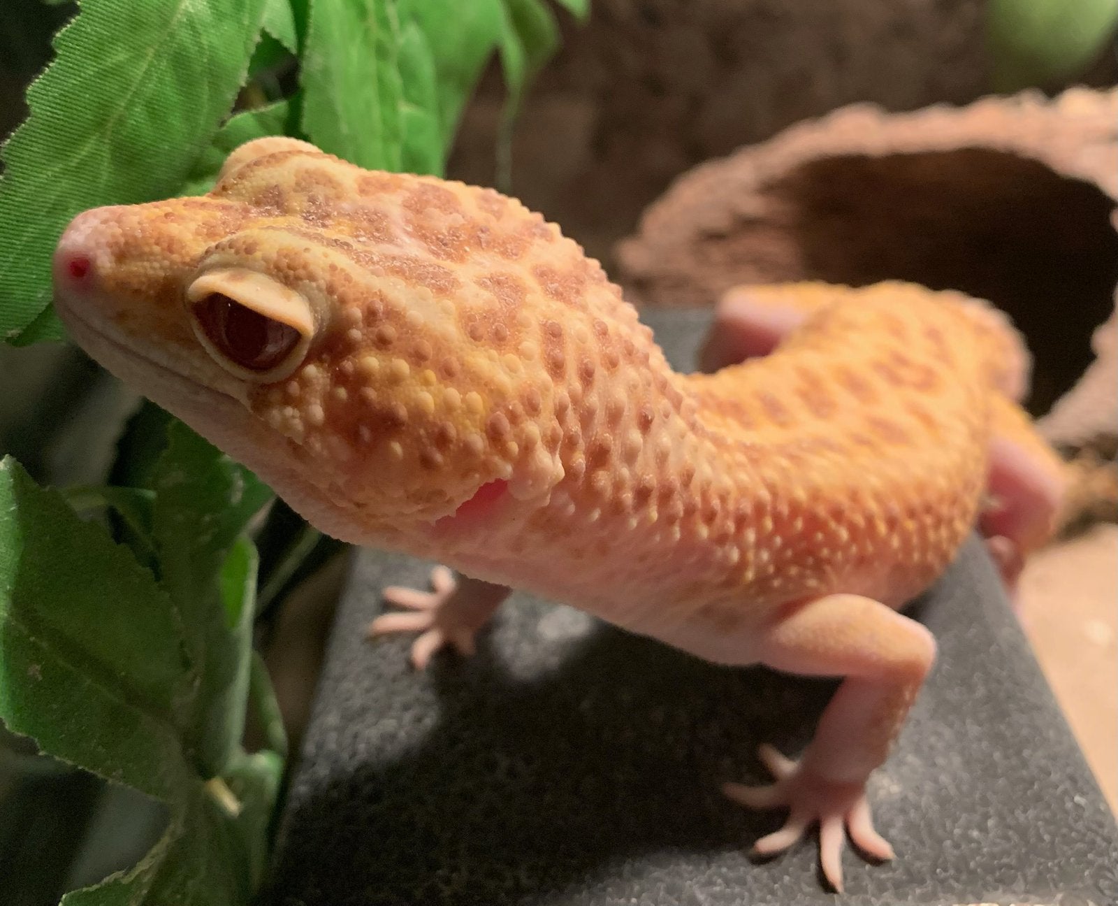 Luipaard gekko / Leopard gecko Tremper Albino Het Eclipse, Hagedis, 3 tot 6 jaar