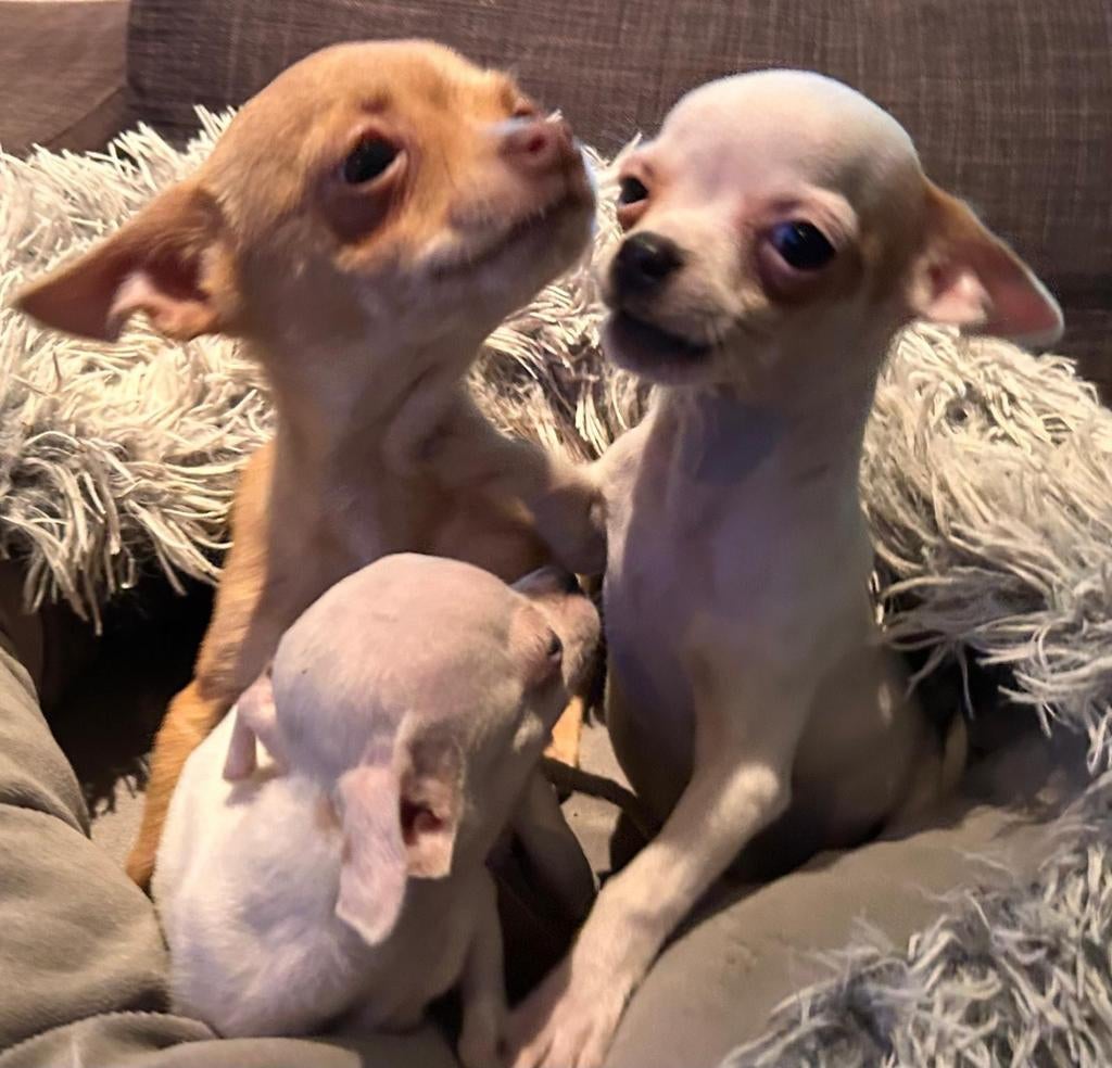 Lieve rustige mini  gevlekte chihuahuas 2 teefjes  1 reutje, Parvo, 8 tot 15 weken, Meerdere, Meerdere dieren