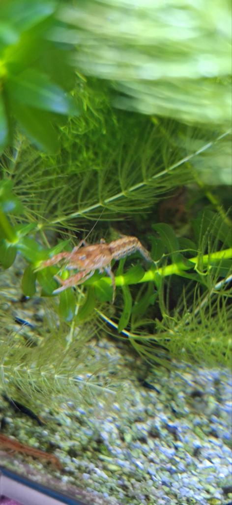 cpo kreeft, Dieren en Toebehoren, Vissen | Aquariumvissen, Kreeft, Krab of Garnaal, Zoetwatervis