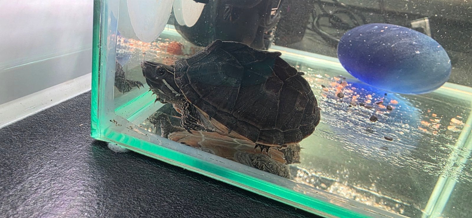 muskus schildpad, Schildpad, 0 tot 2 jaar