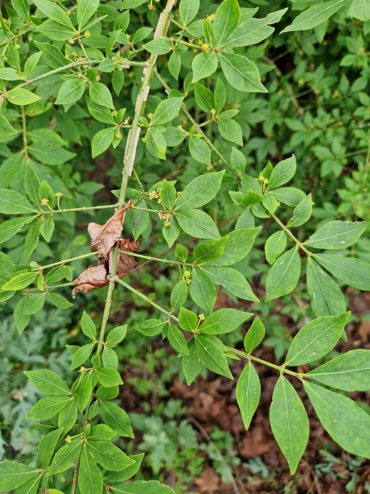 Gratis uitscheppen: Amerikaanse kornoelje, Tuin en Terras, Planten | Fruitbomen, Ophalen, Appelboom, Lente