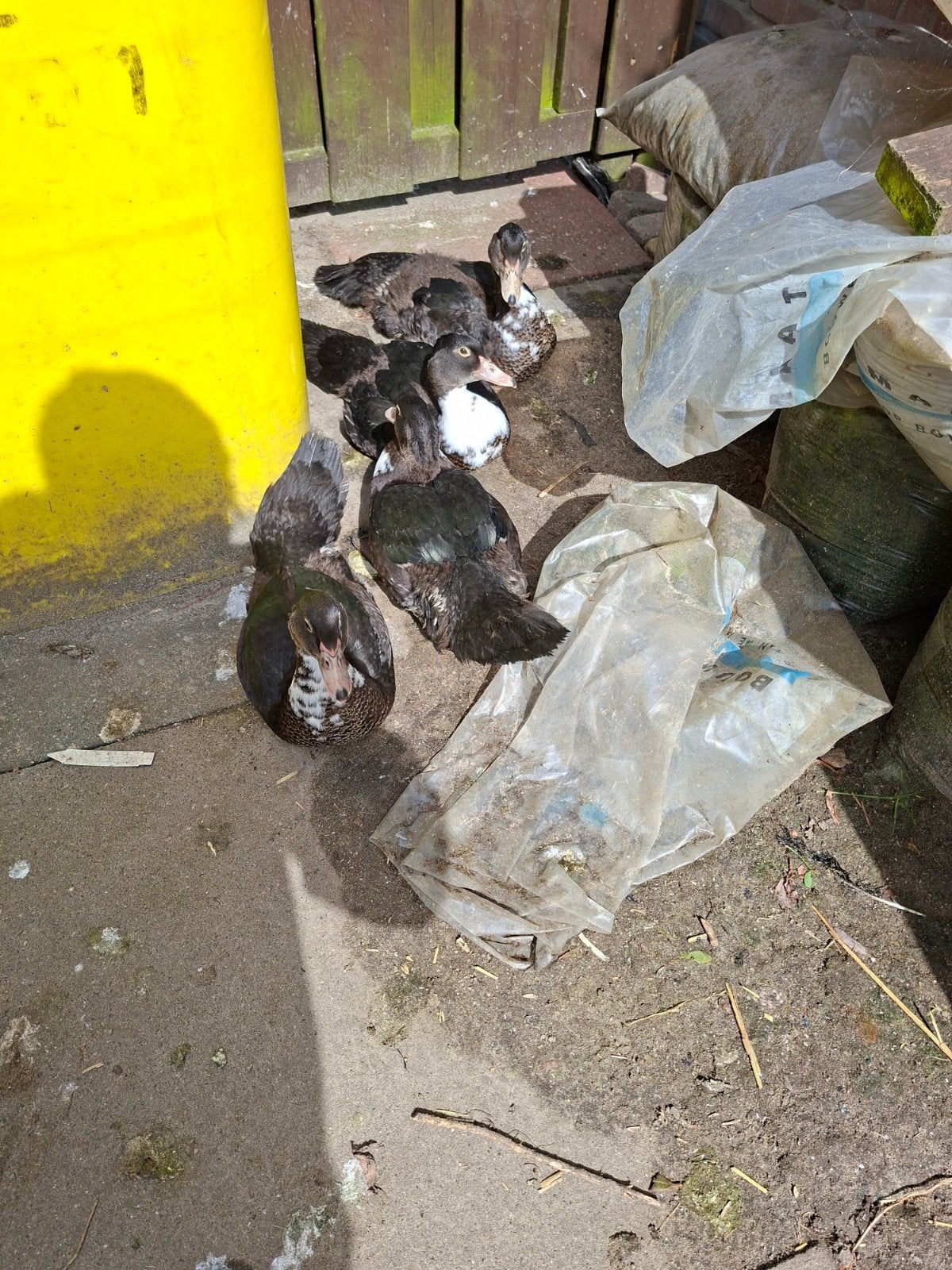 4 tamme muskus eenden 3xvrouw 1man, Dieren en Toebehoren, Meerdere dieren, Eend