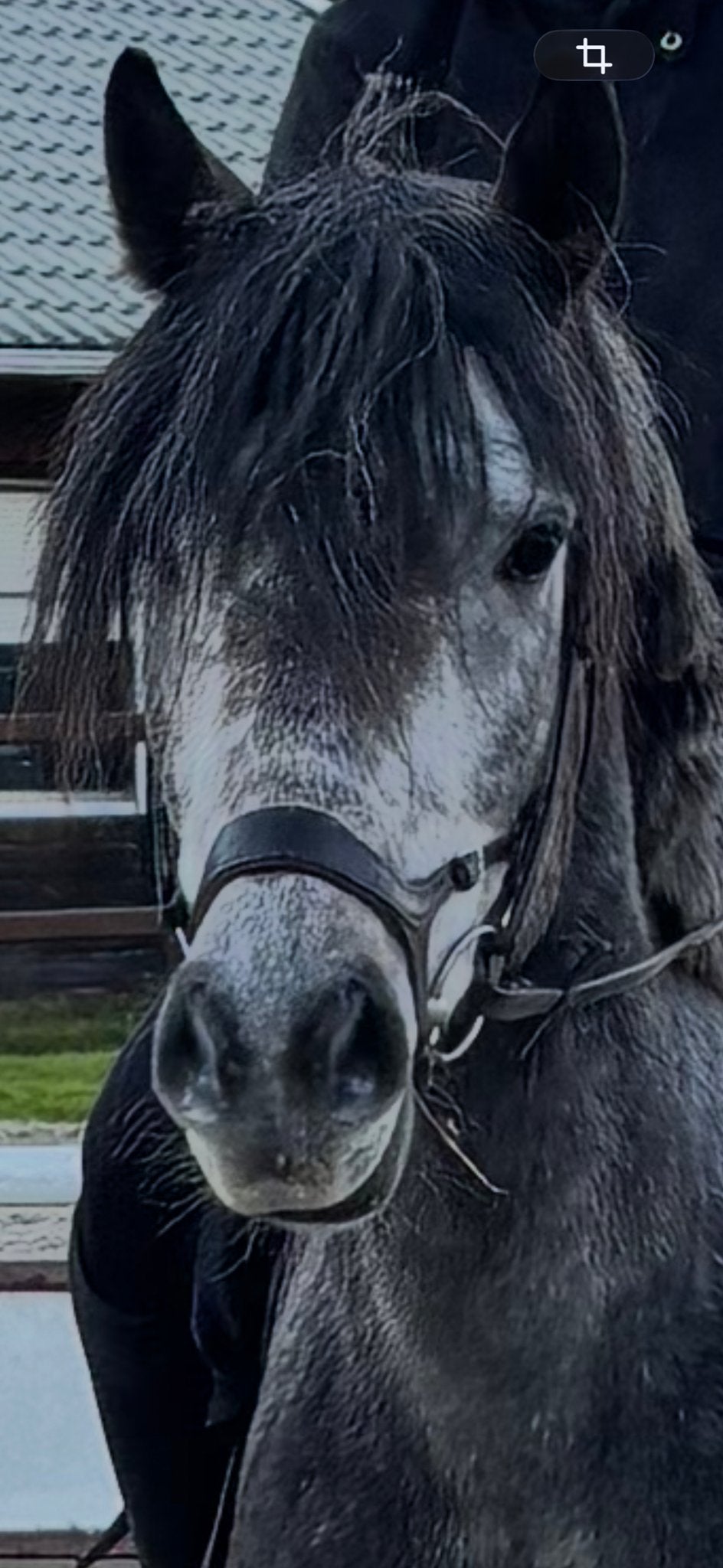 Stoere 5 jarige schimmelruin., Gechipt, B, Ruin, 3 tot 6 jaar