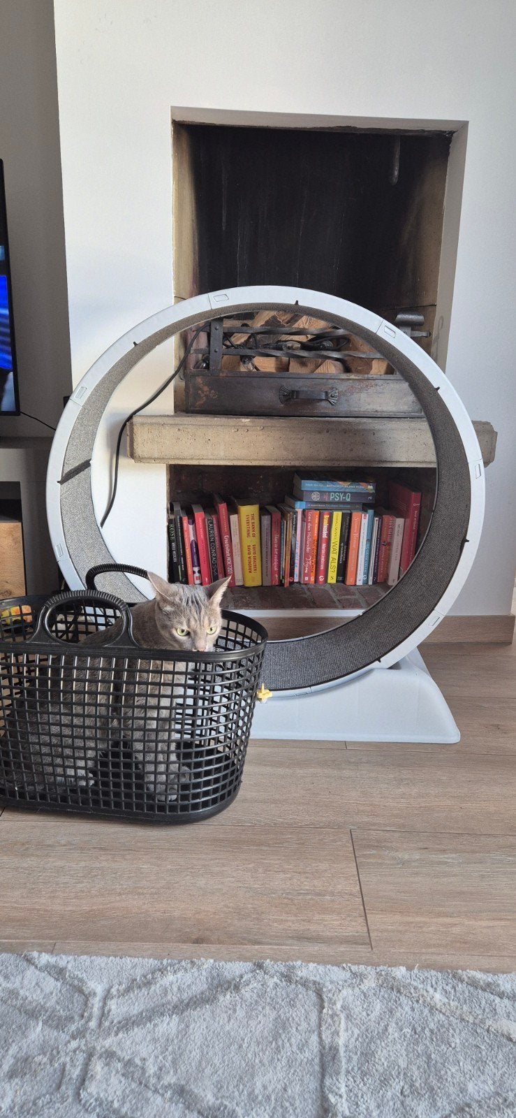 kattenwiel renwiel rad loopband kat cat weel renband, Ophalen, Zo goed als nieuw
