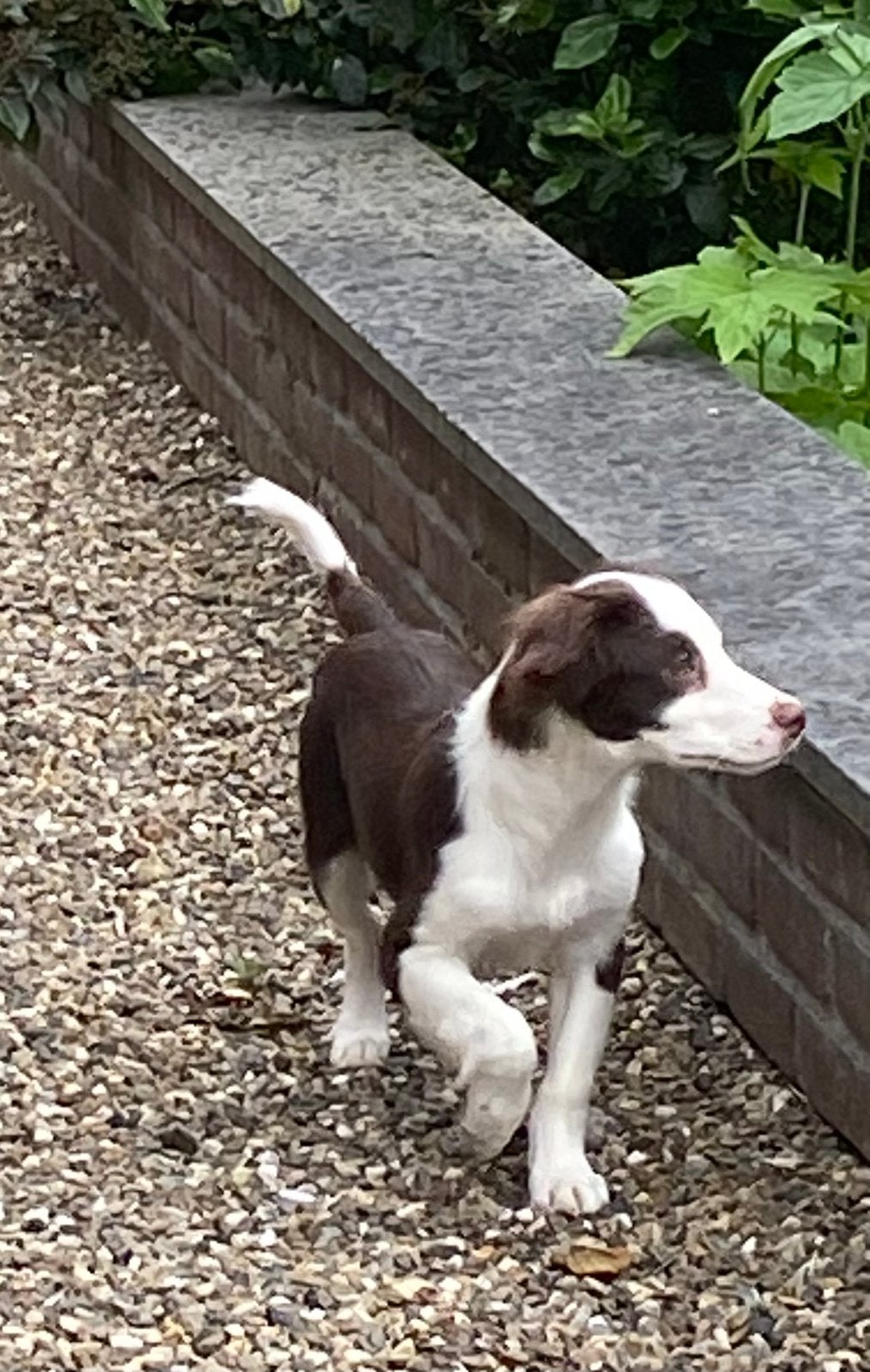 Wegens annulering prachtig BORDER COLLIE x FRIESE STABIJ pup, Parvo, Nederland, 8 tot 15 weken, Teef