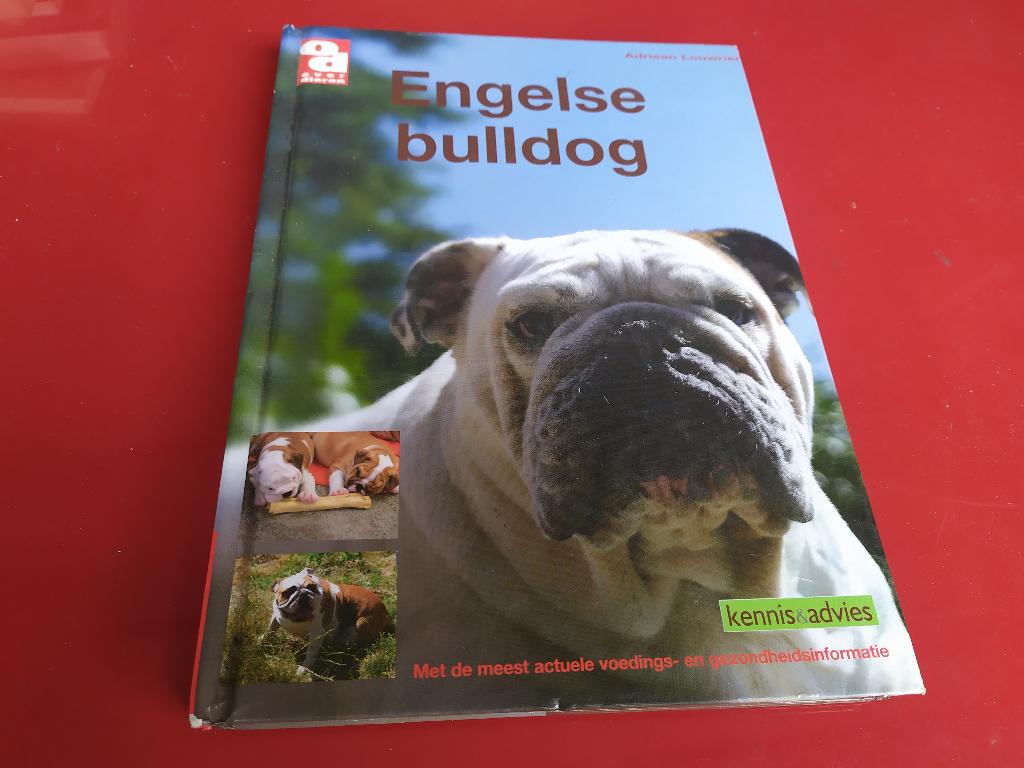 Engelse Bulldog - Adriaan Louwrier, Ophalen of Verzenden, Honden