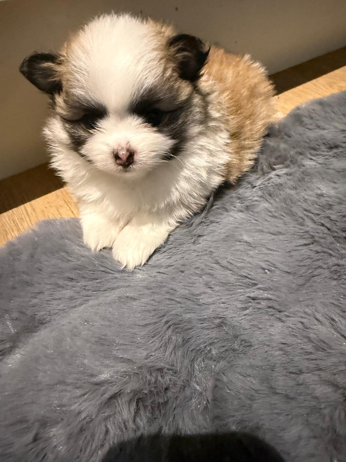 Pomeriaan pups, 8 tot 15 weken, Parvo, Meerdere, Nederland