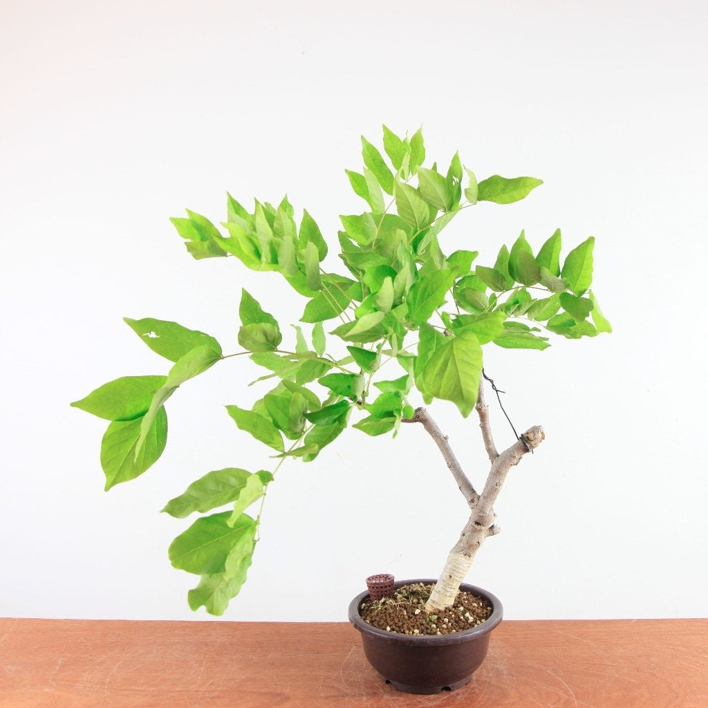 Pre-bonsai wisteria floribunda, Ophalen, Lente, Overige soorten, Volle zon