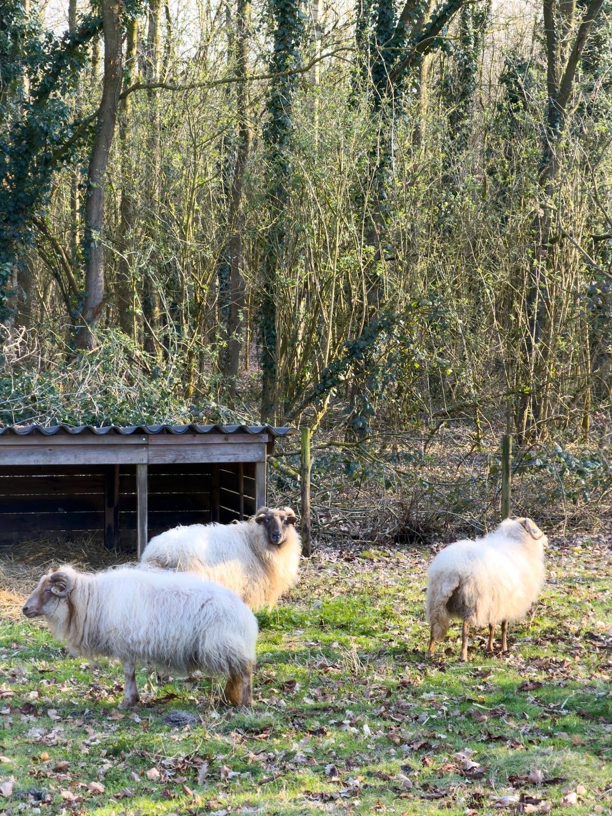 Drie Drentse Heideschapen, Dieren en Toebehoren, Vrouwelijk, Schaap, 6 jaar of ouder