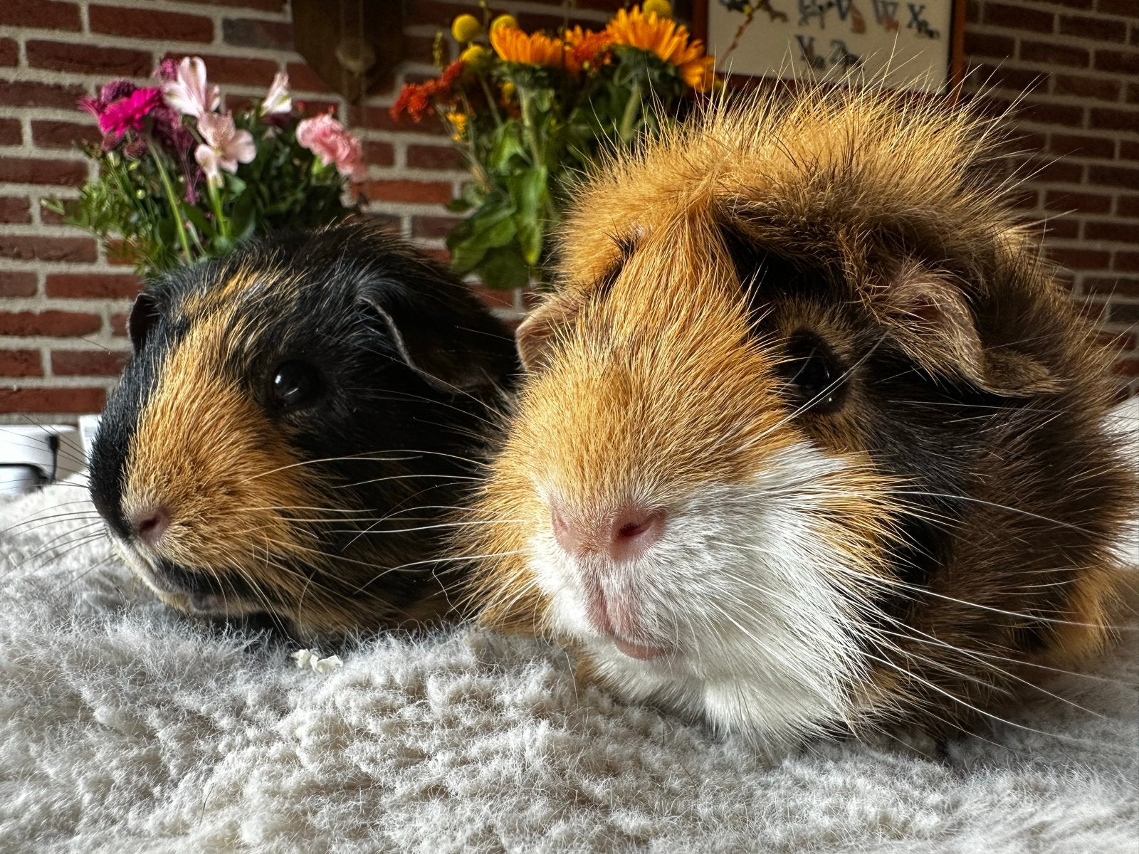 Cavia’s, Cavia, Mannelijk, Mei, Tam