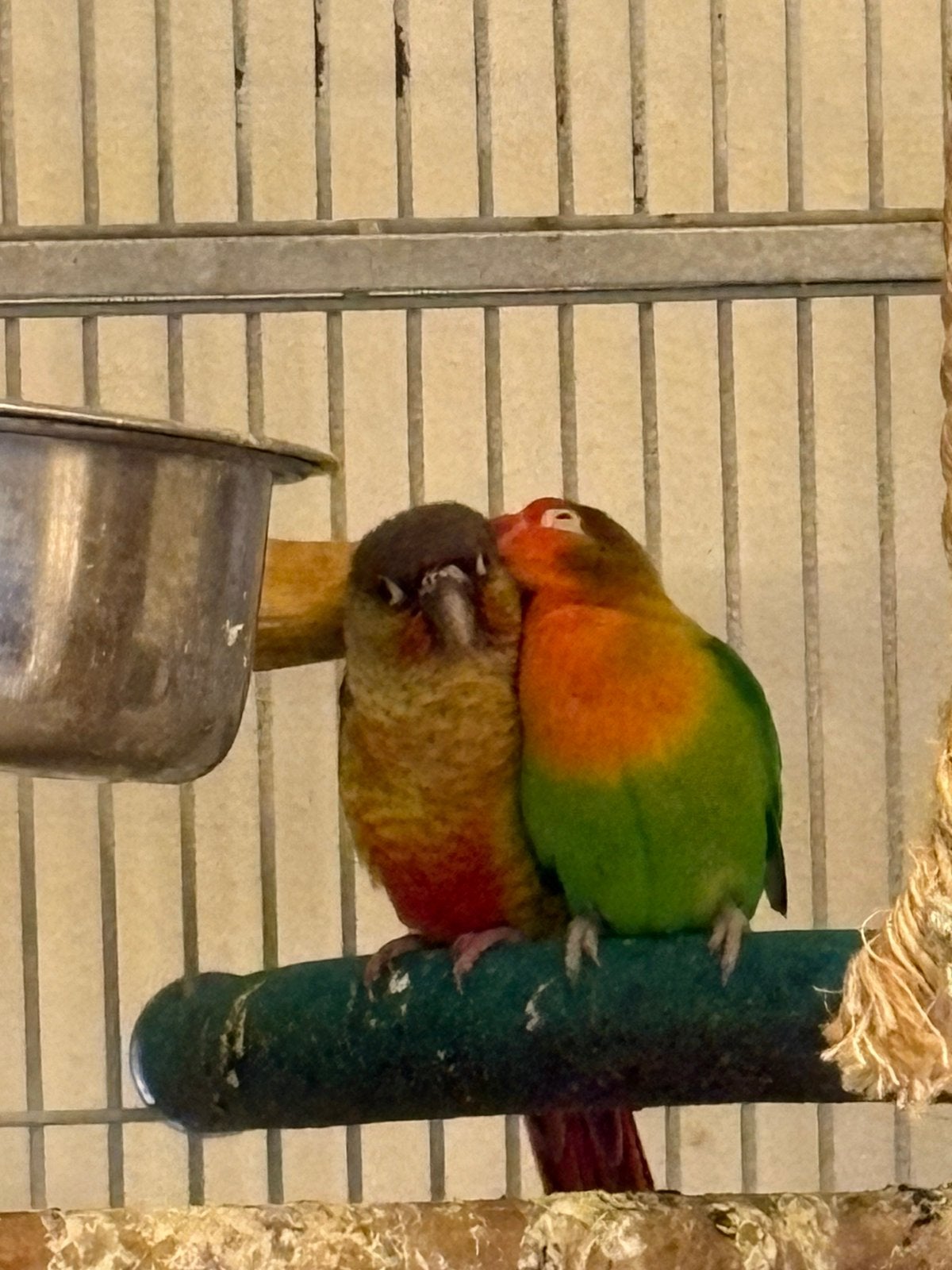 Dwerg papagai, Vrouwelijk, Dwergpapegaai of Agapornis