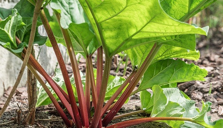 Uit de biologische moestuin: Rabarber, zaden, Tuin en Terras, Ophalen of Verzenden, Voorjaar, Halfschaduw, Zaad