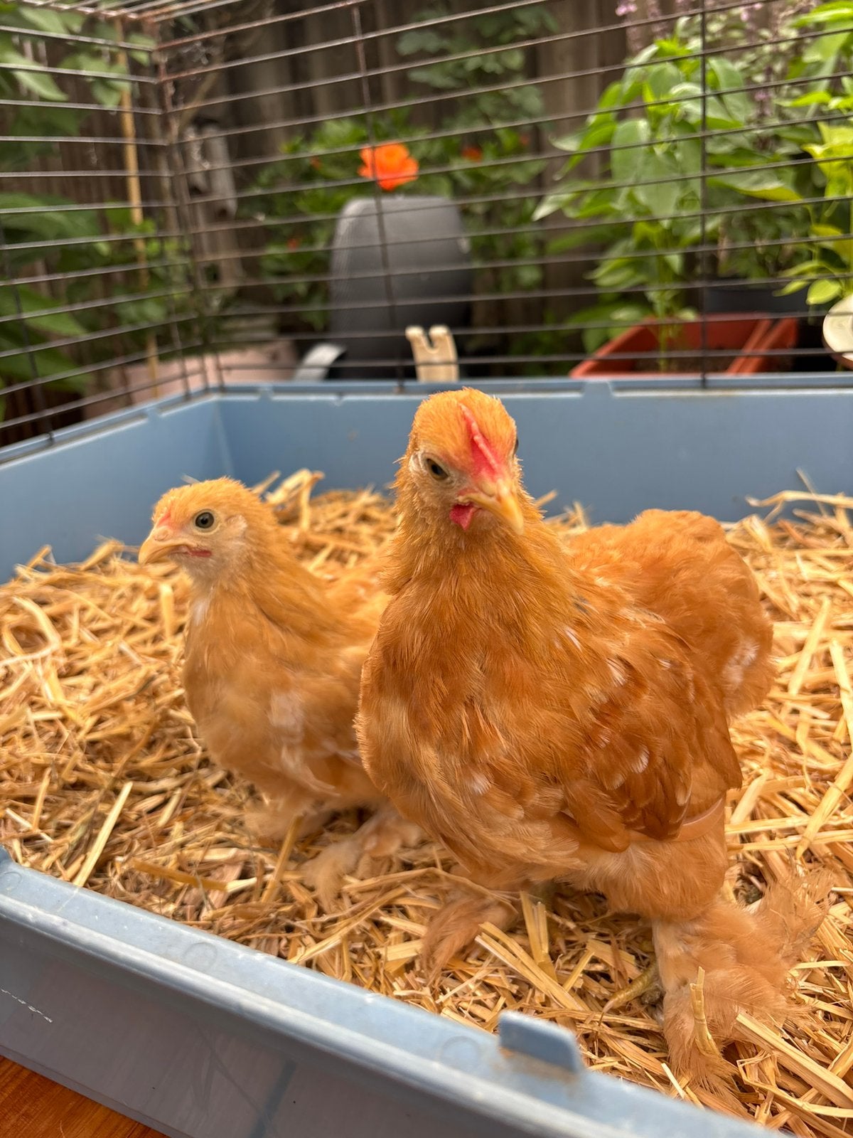 Cochin kriel hen en haantje, Dieren en Toebehoren, Pluimvee, Meerdere dieren, Kip
