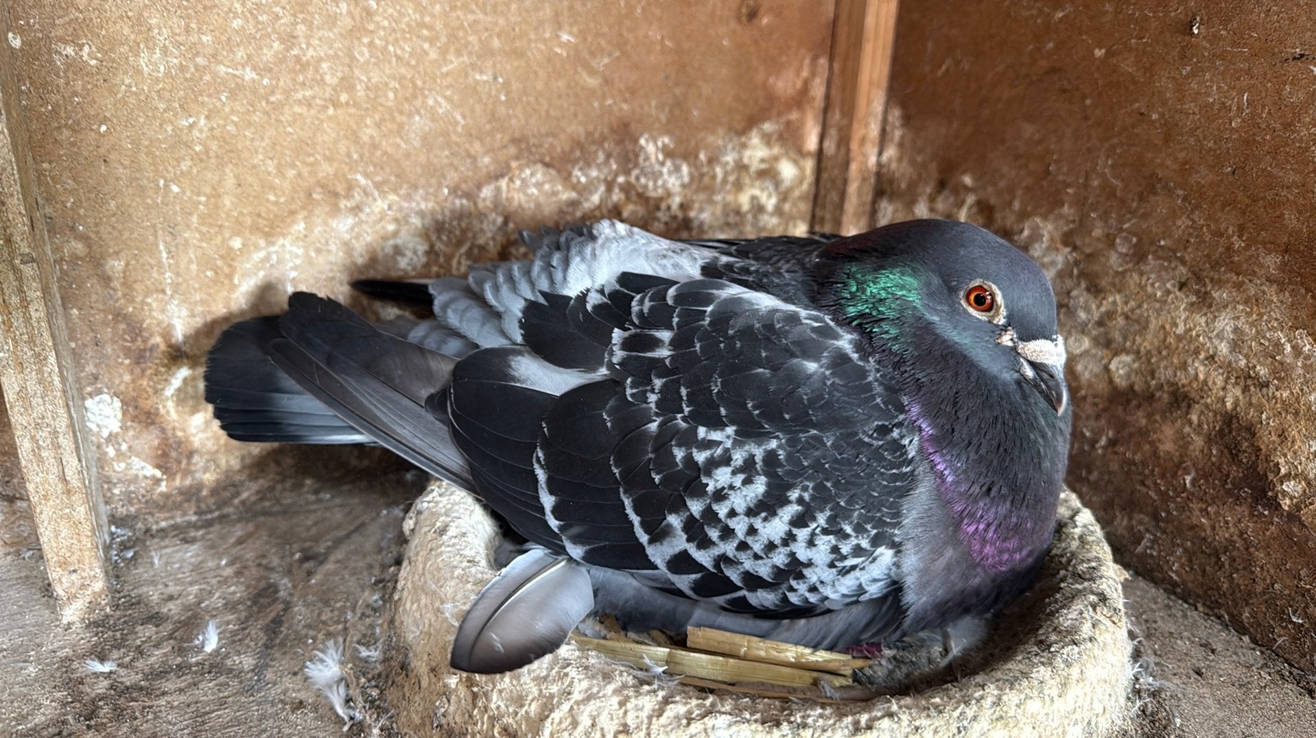 J.Popering, Dieren en Toebehoren, Meerdere dieren, Postduif