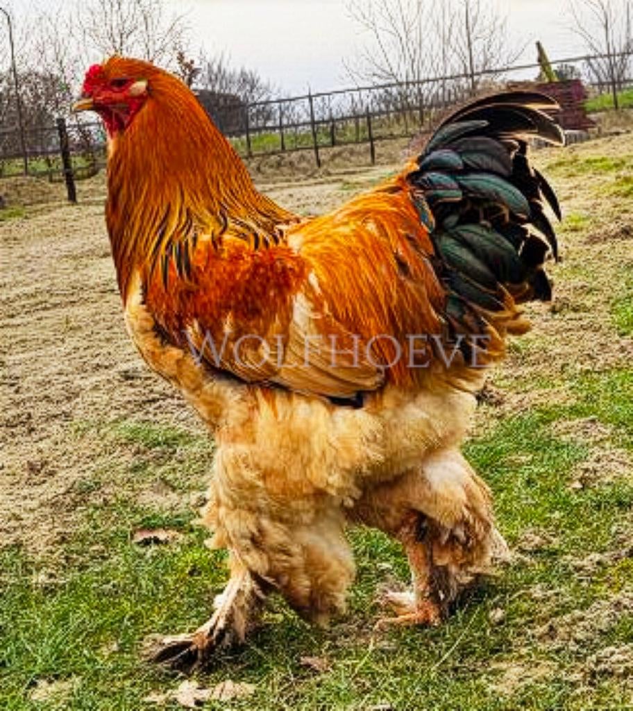 Brahma grote soort broedeieren, Geslacht onbekend, Kip