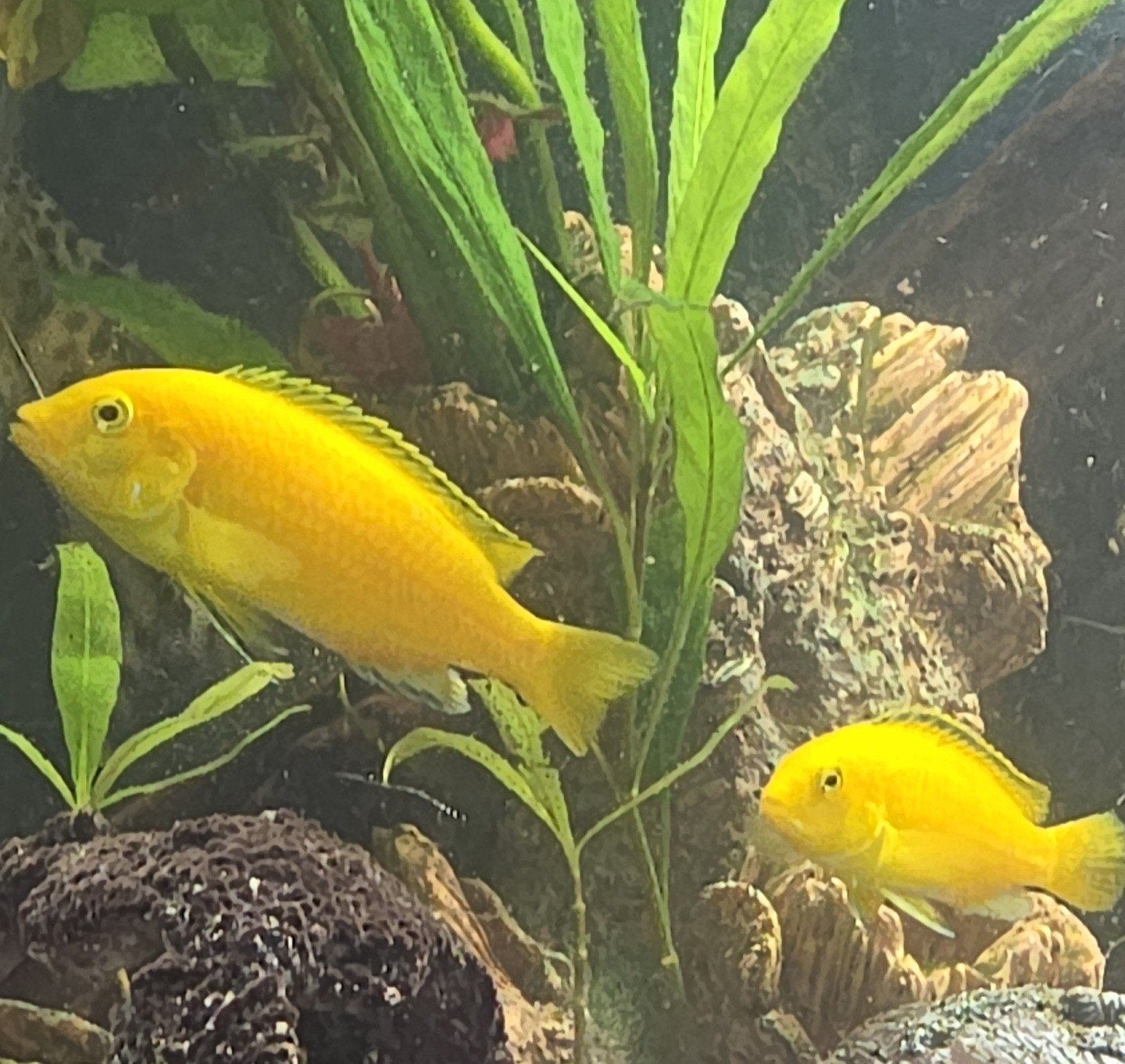 Labidochromis caeruleus cichliden (yellow lab), Dieren en Toebehoren, Vissen | Aquariumvissen, Vis