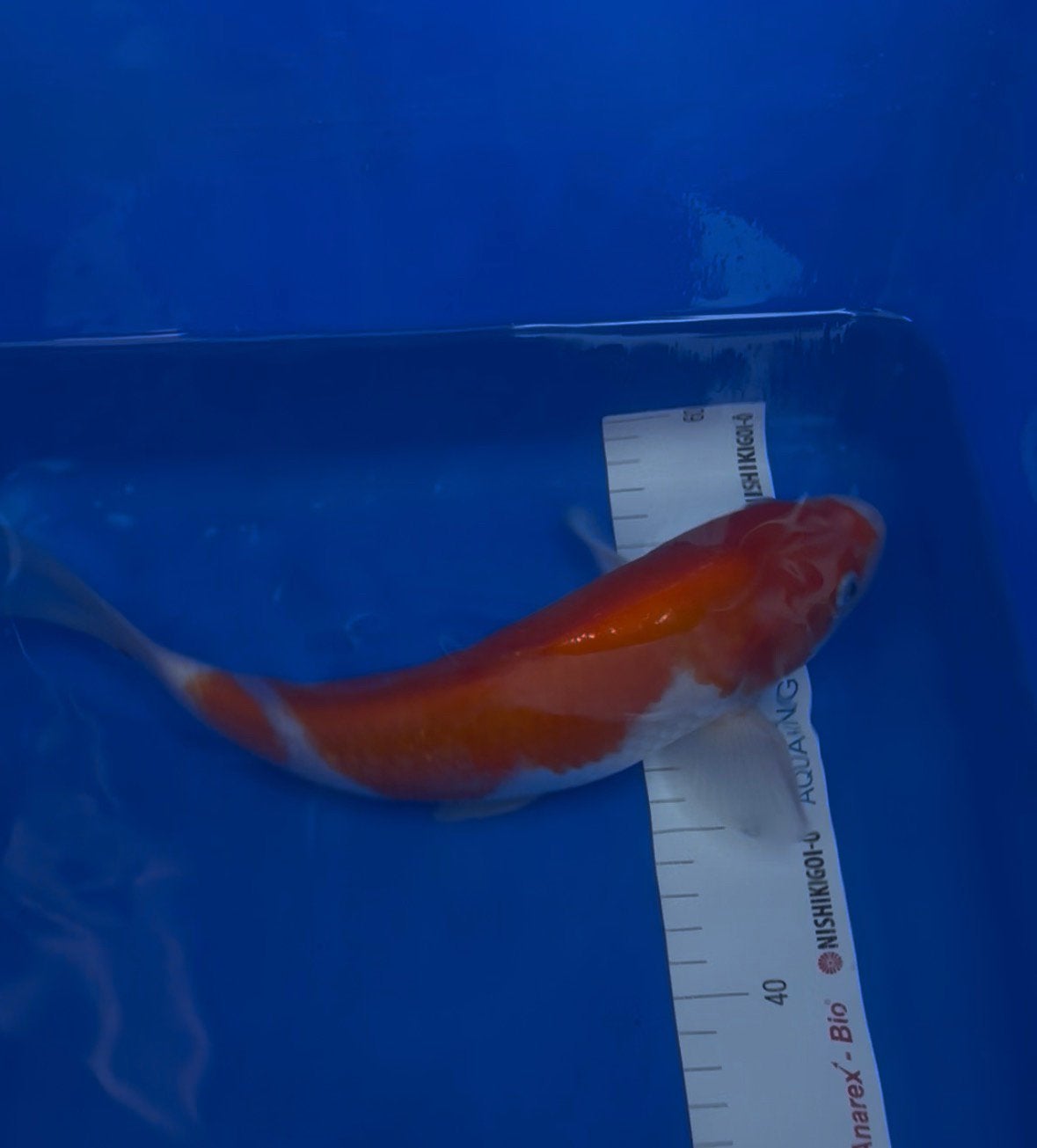 Kohaku van de japanse kweker Matsue, Dieren en Toebehoren, Vissen | Vijvervissen, Karper of Koi